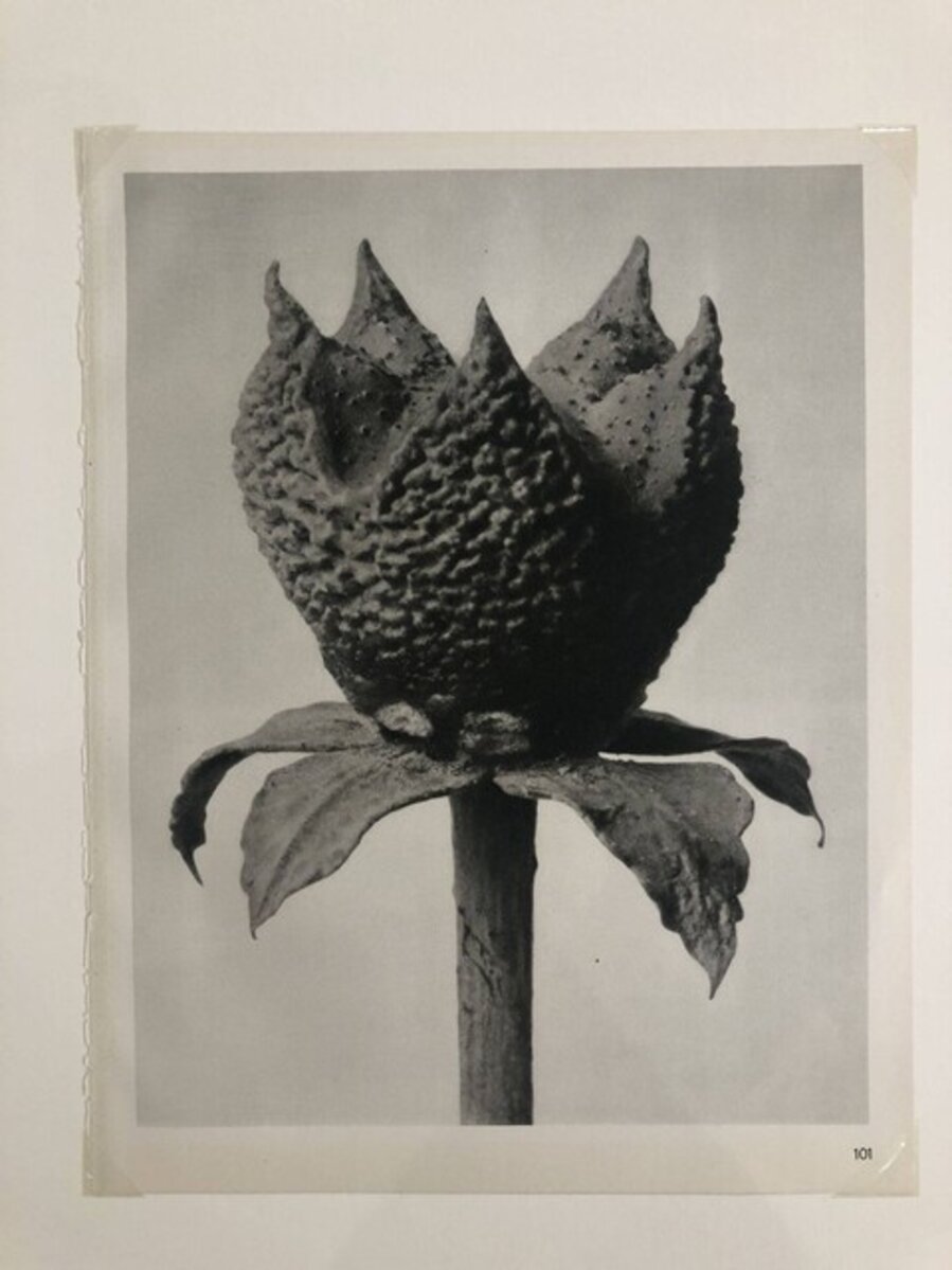 Ruta graveolens