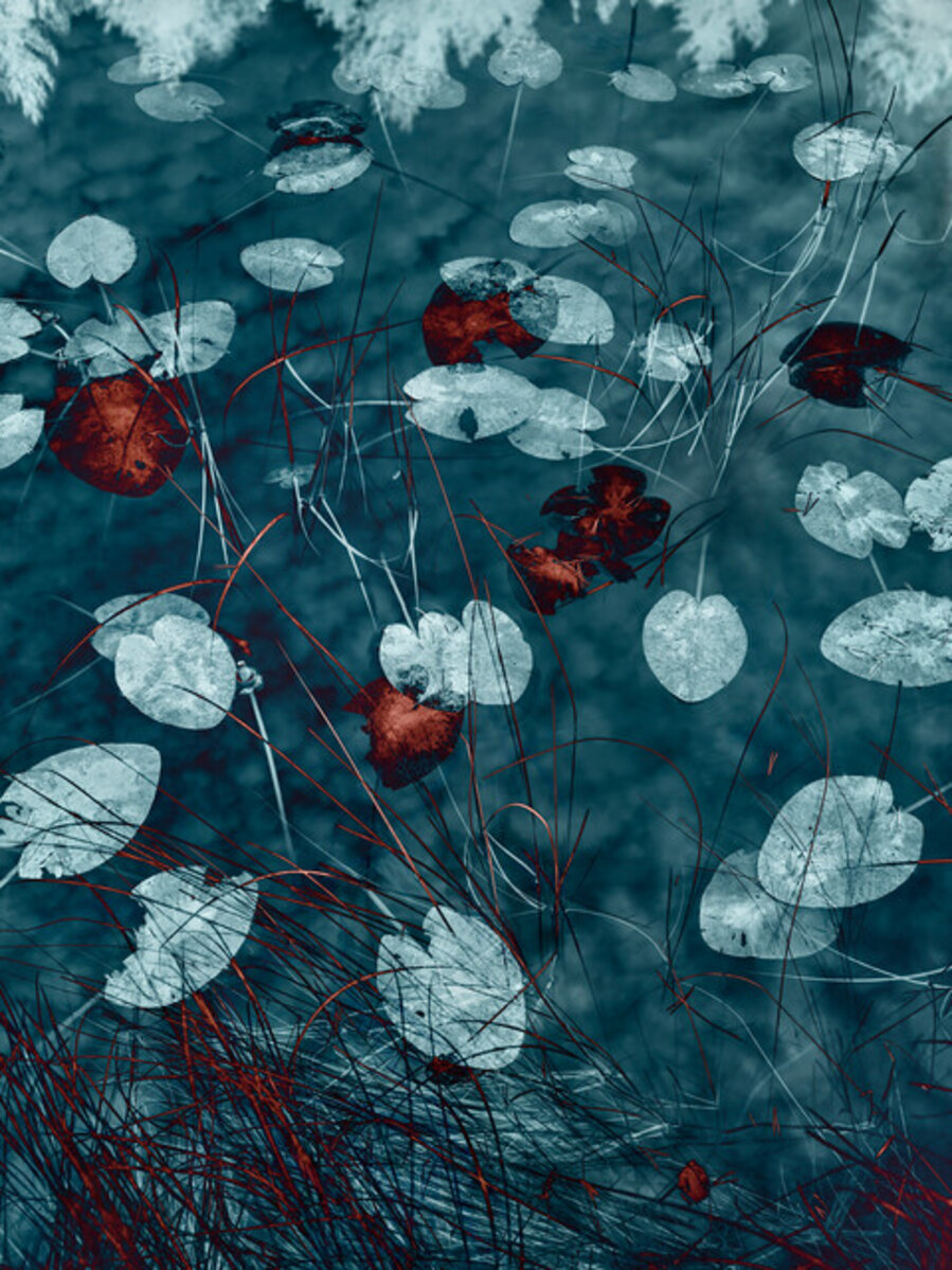 Water Lilies 28