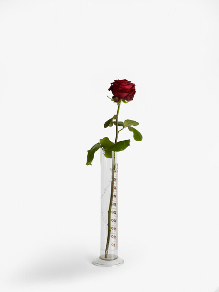 Rose for Direct Democracy (Rose für Direkte Demokratie)