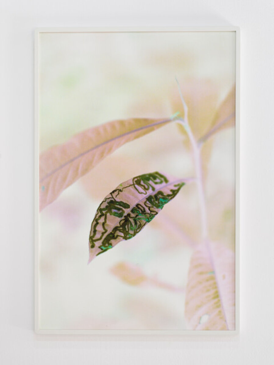 Matrix Vegetal; memoria esmeralda