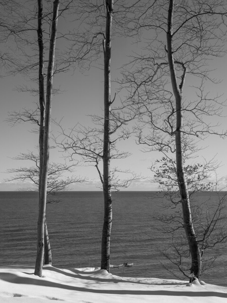 Graubaum / Greytree #47