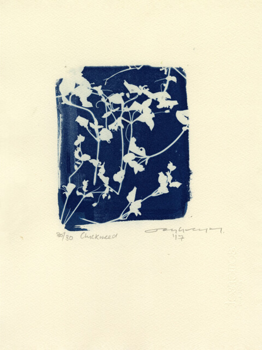 Chickweed