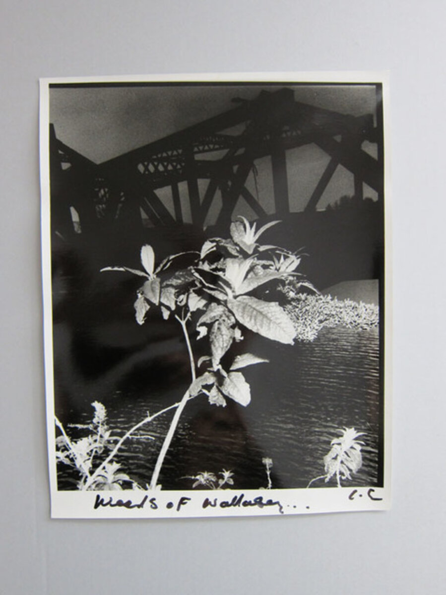 Weeds of Wallasey