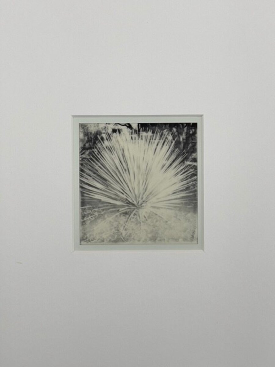 Agave