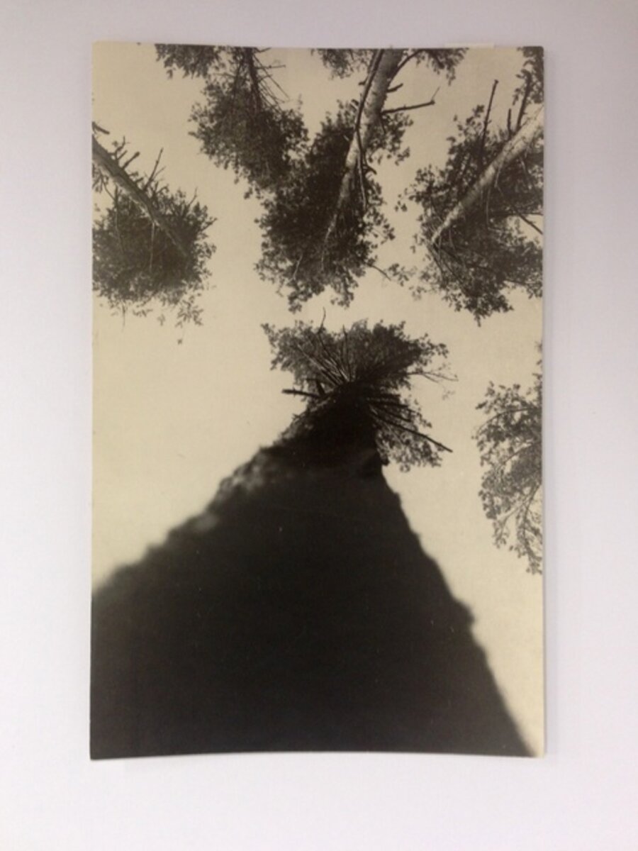 Pine trees