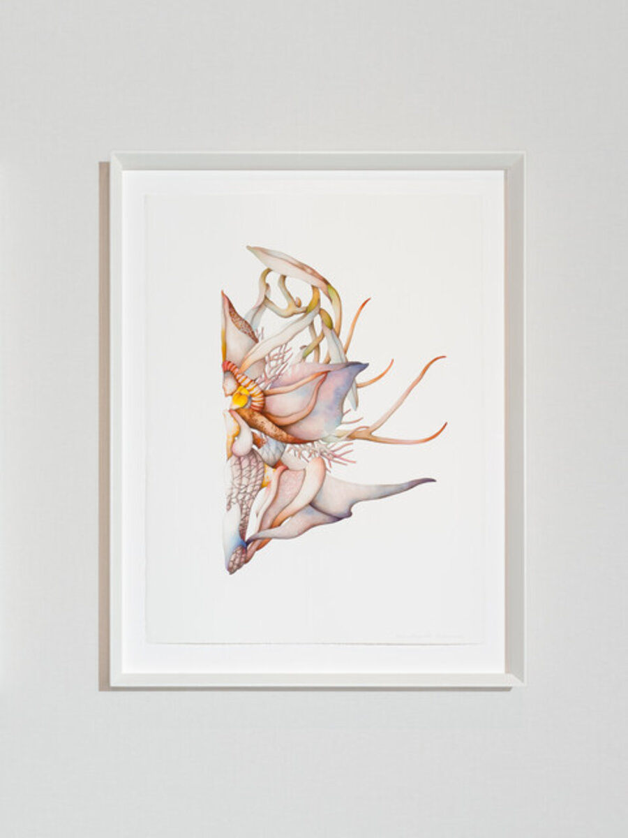 Imago IV