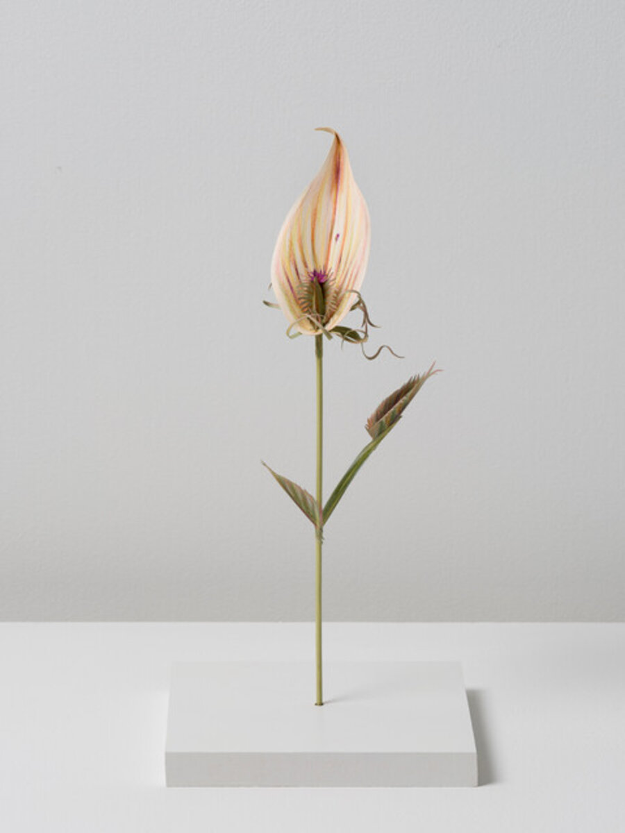 Fresh Calla