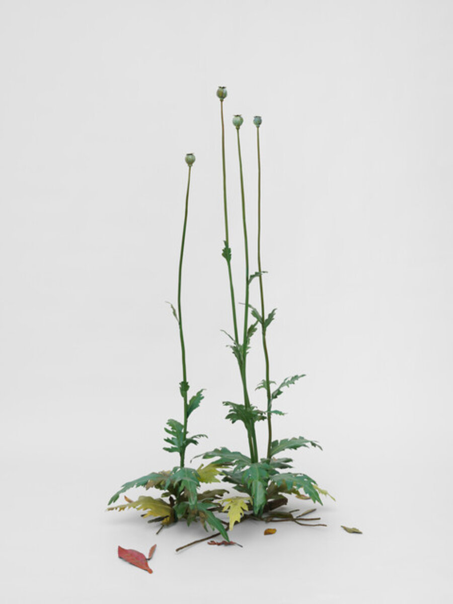 La Eterna Adolescencia (Papaver somniferum)