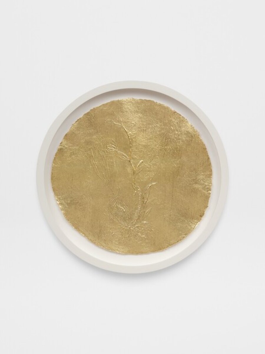 Untitled (Acineta Superba)