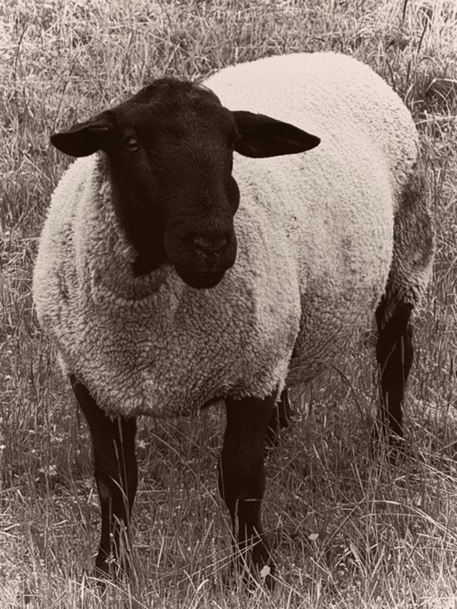 Untitled (Sheep)
