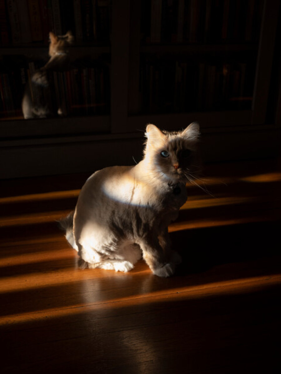 Scully