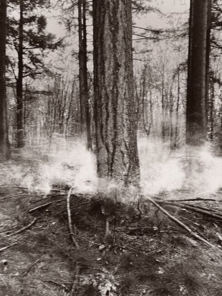 Untitled (Tree)