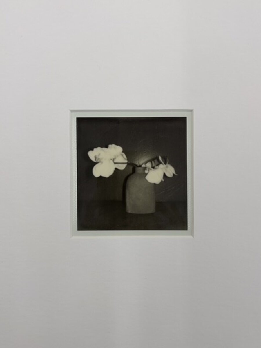 Orchids