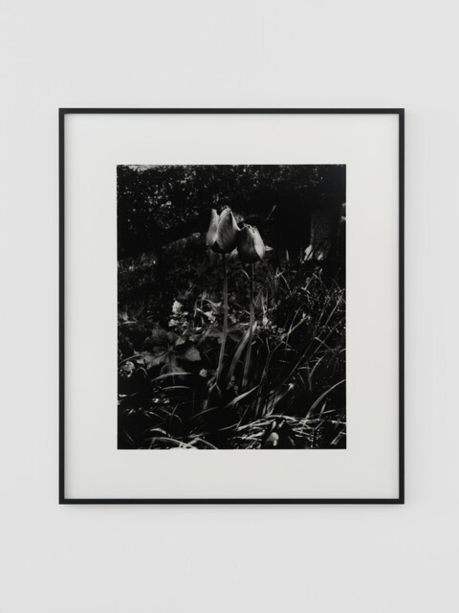 Tulipes noires, Le Buisson, avril 2025