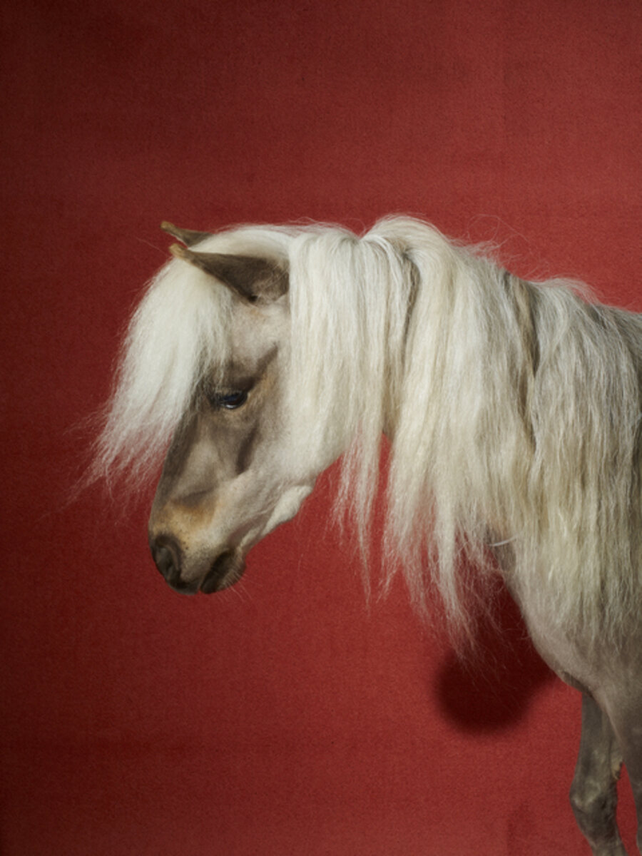 Celine Horse