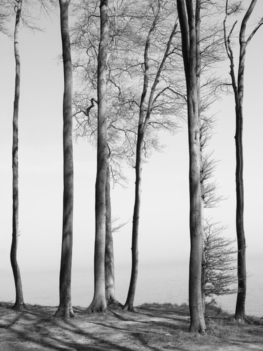 Graubaum / Greytree #02