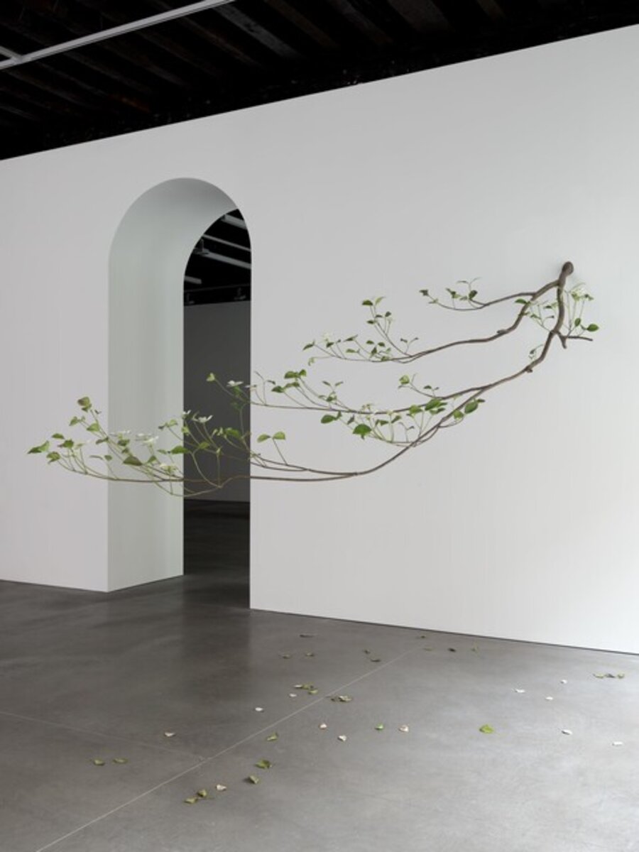 Prelude (Dogwood)