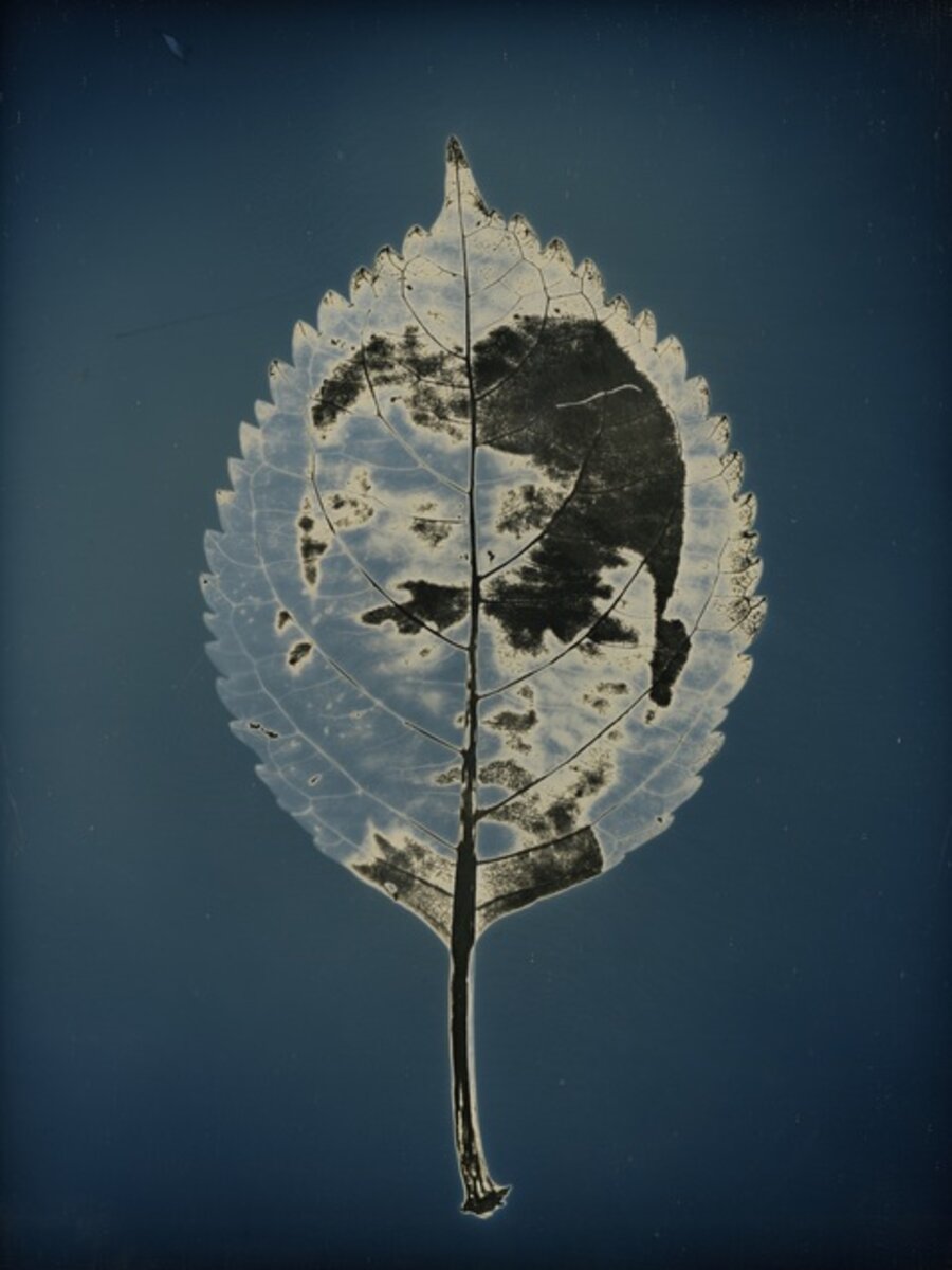 Untitled #15