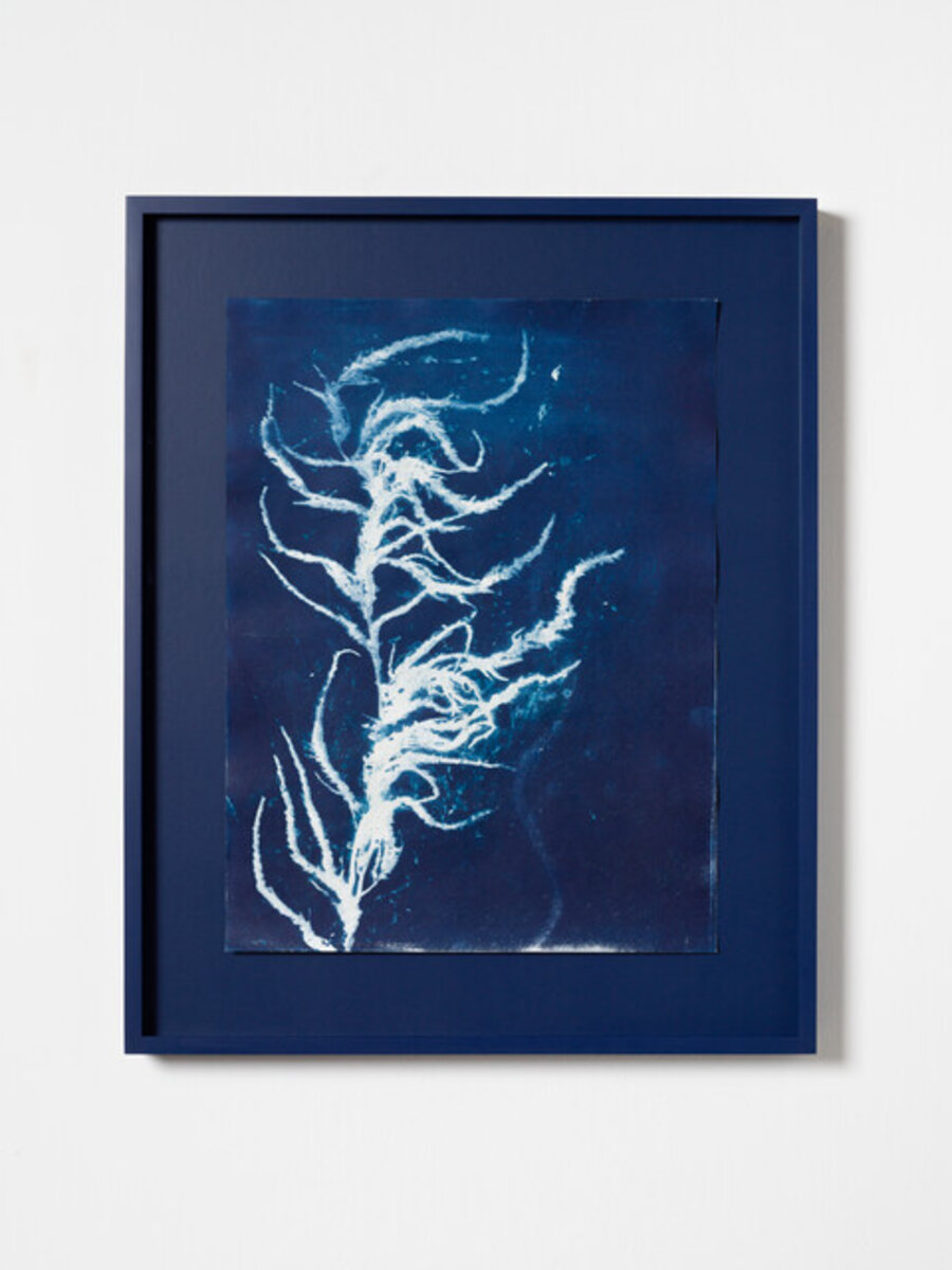 I capelli di Venezia IV, Sargassum muticum