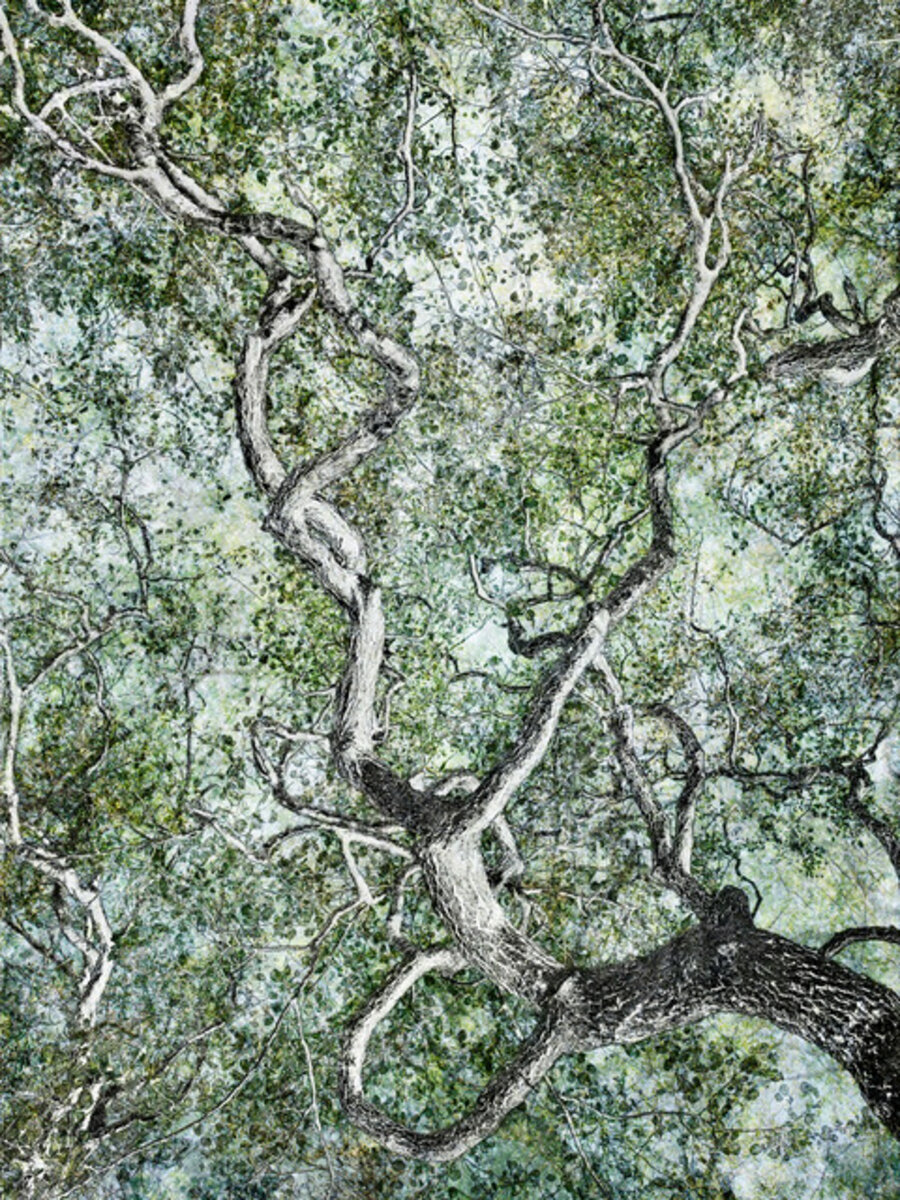 Forest #62