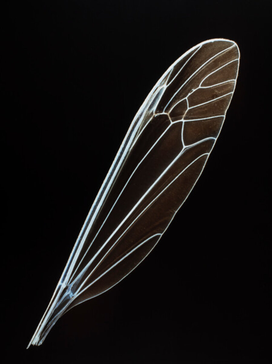 Baby Wings # 4