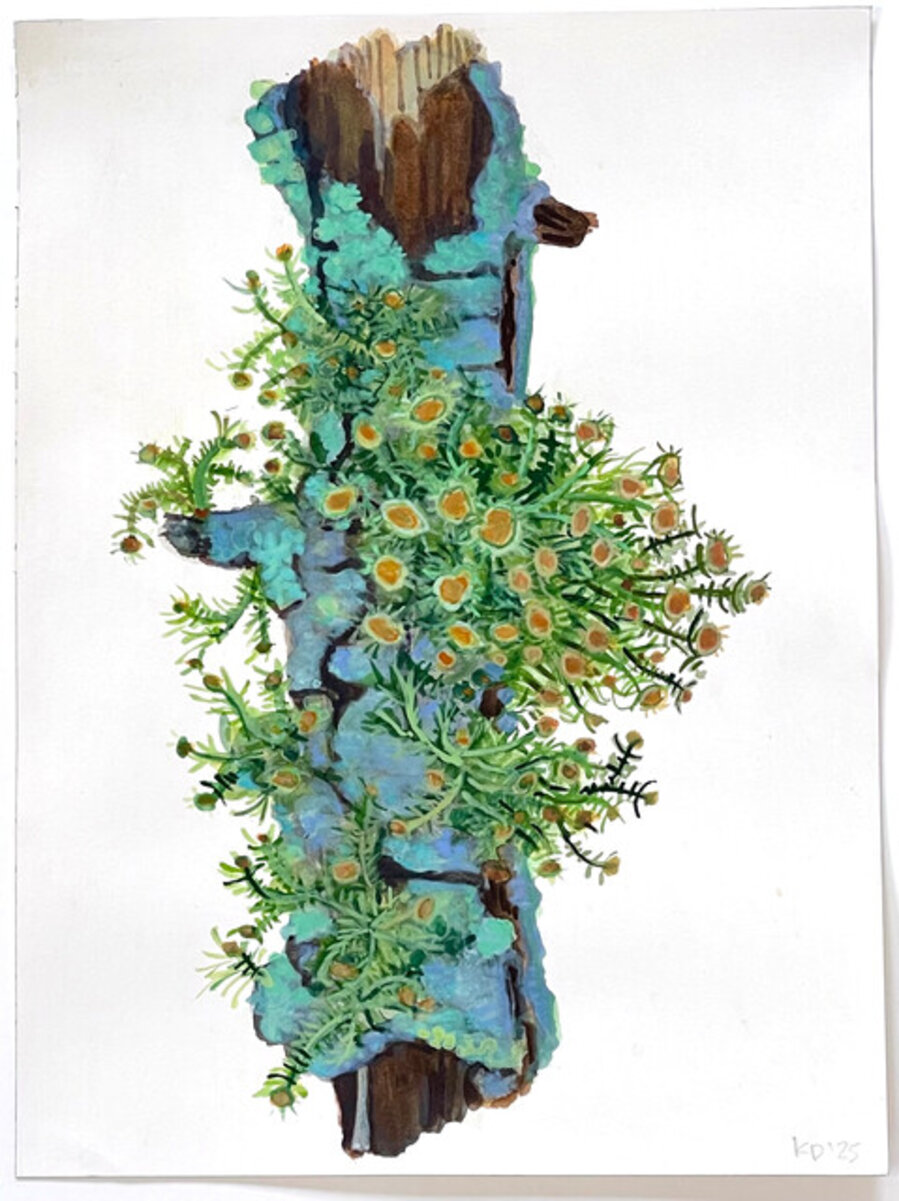 Little Limb lV
