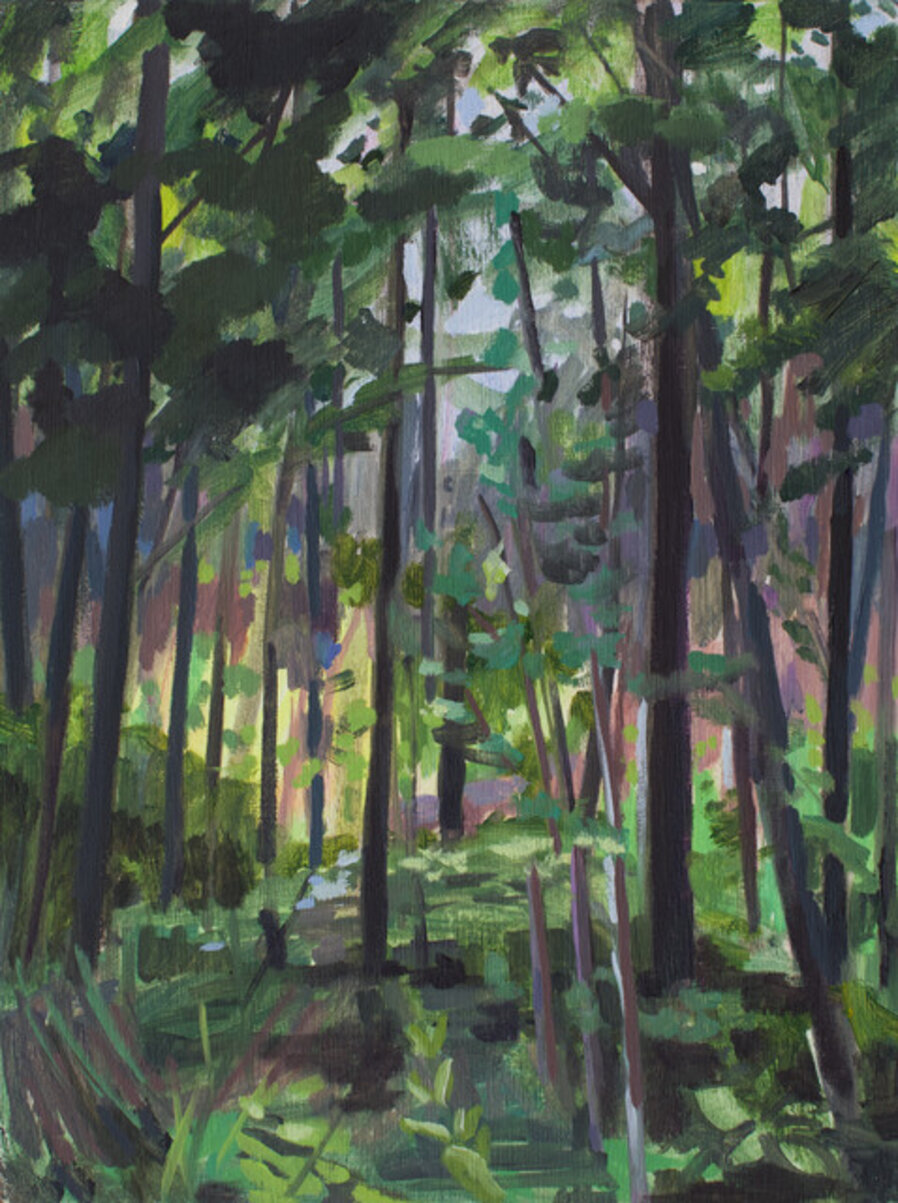 皮克尔河森林(安大略) Forest at Pickerel River (Ontario)
