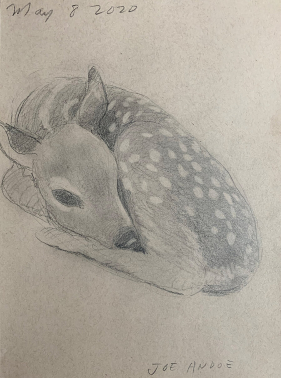 Fawn