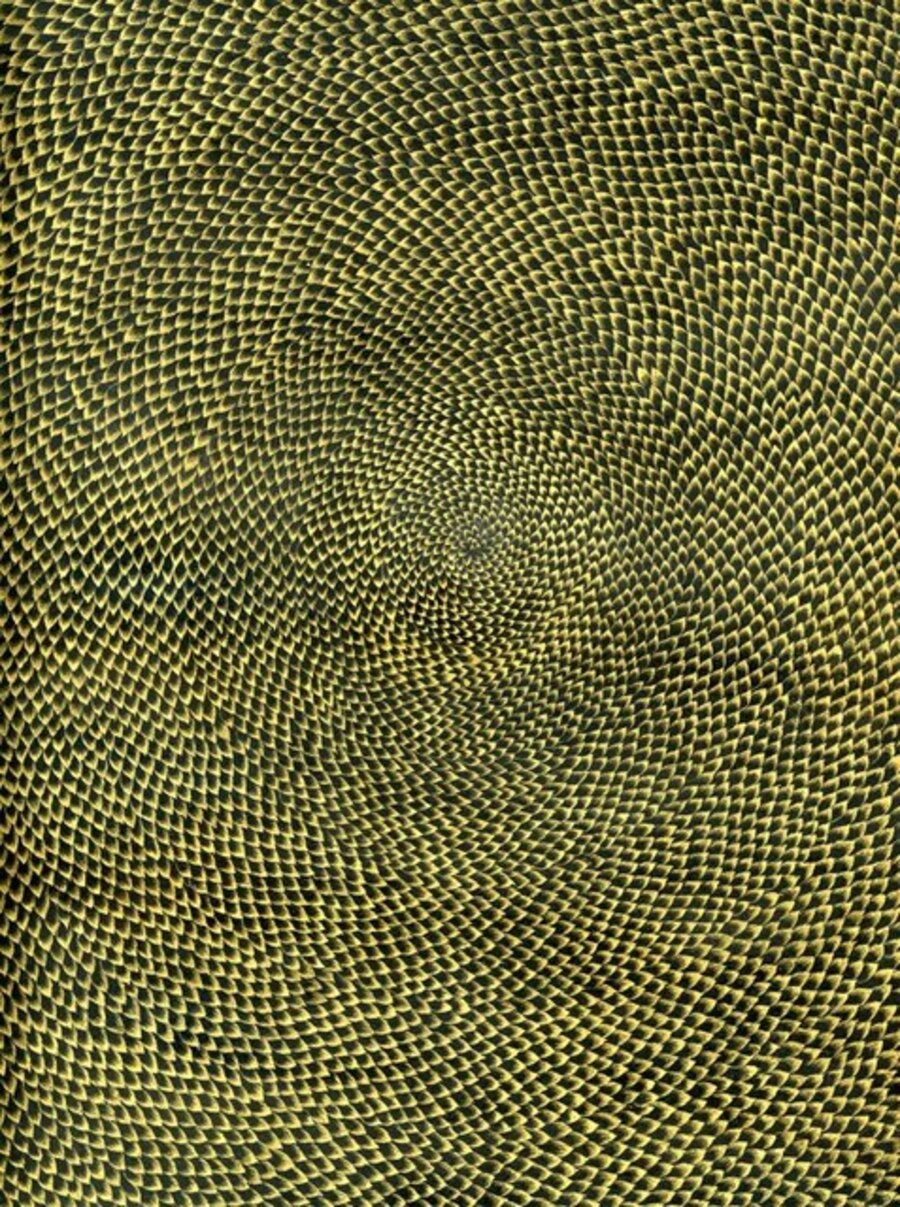 Pulse