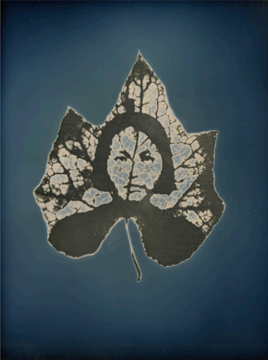 Untitled #13, from the series, “Aura of Botanical Specimen”