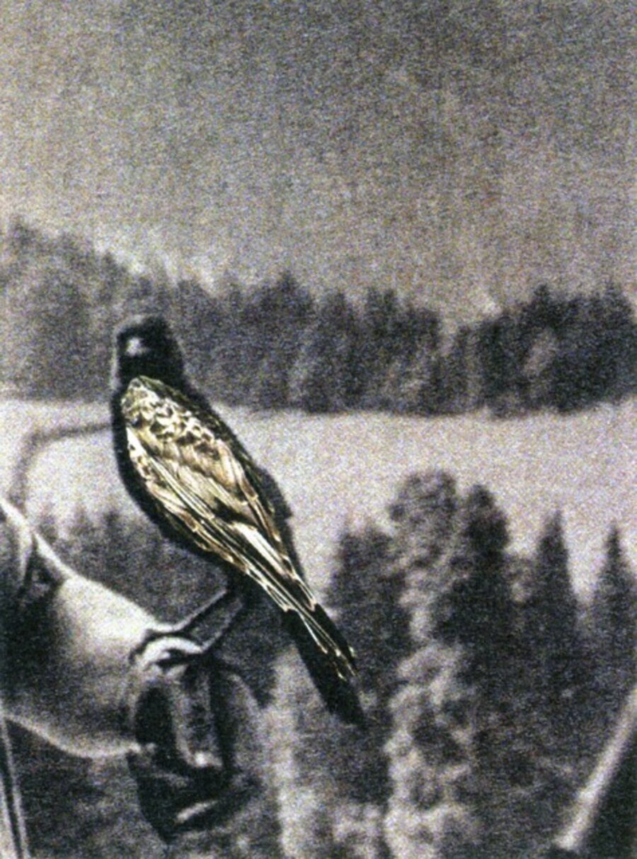 Untitled (RP53)