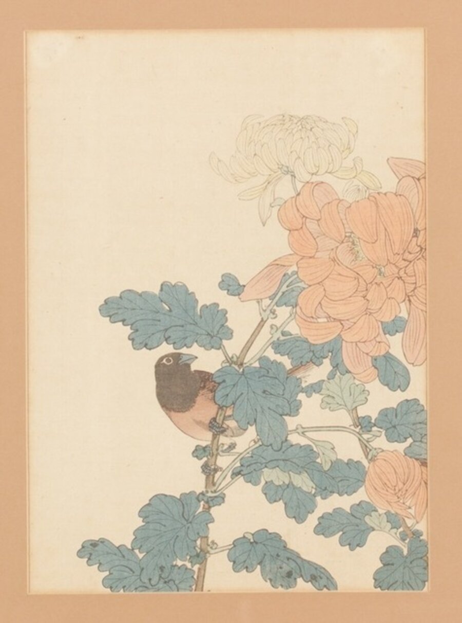 Solanum lyratum y escribanos (Hakuei-Miyamahojiro白英-ミヤマホジロ)