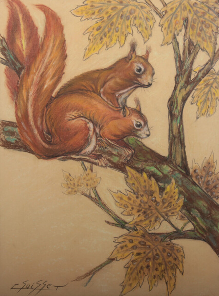 Squirrels