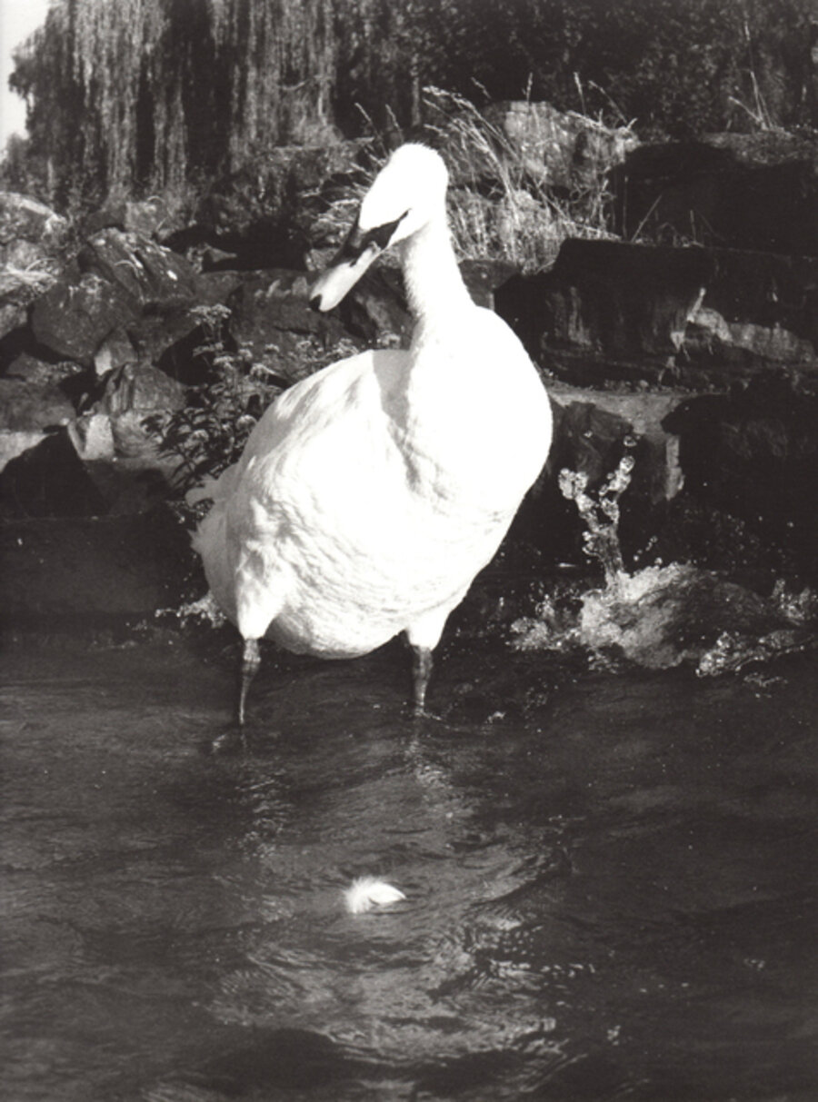 Cignus (Narcissus)