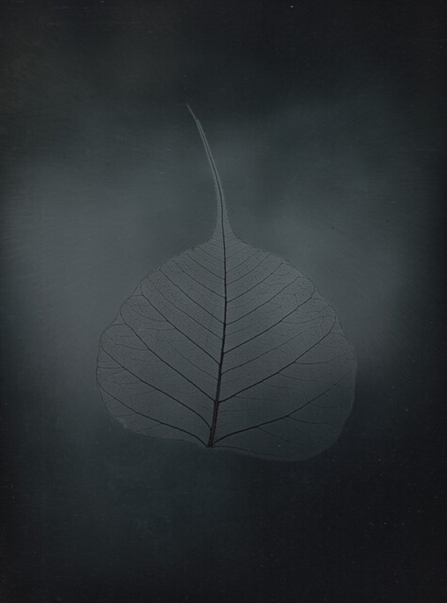Untitled Bhodi leaf, from the series, "Aura of Botanical Specimen"