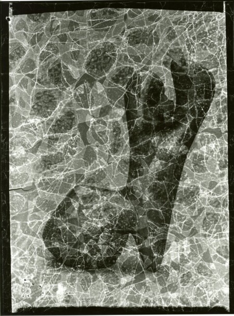 Crackled photograph of a vase by Valentine Schelegel