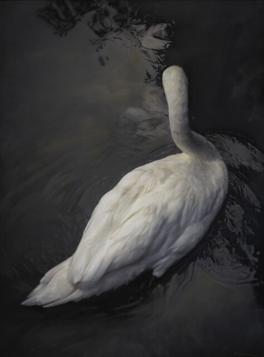 White Swan