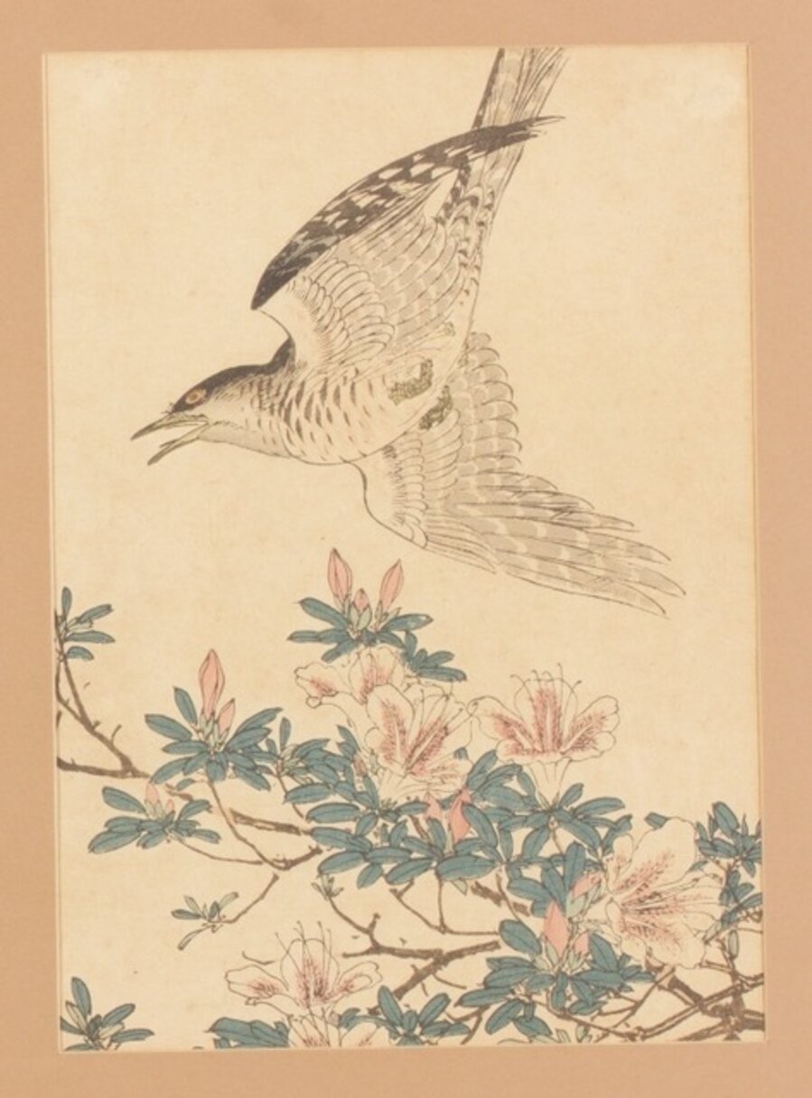 Crisantemos y capuchino (菊花-沈香鳥)