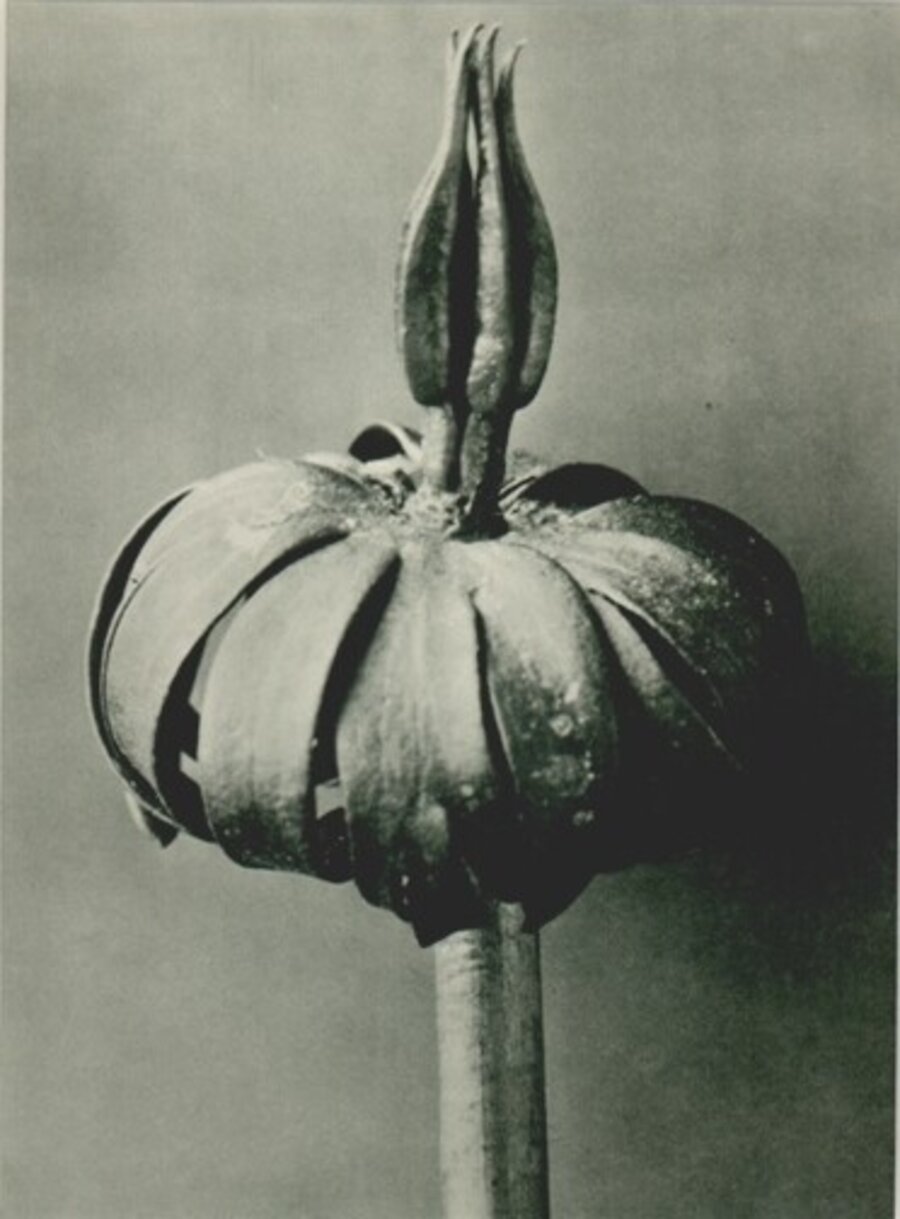 Plate 76: Eranthis cilicica