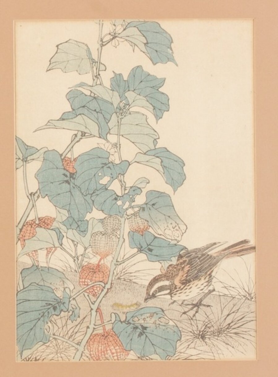 Hibiscos y amarilis (拒霜 -珠頂紅)