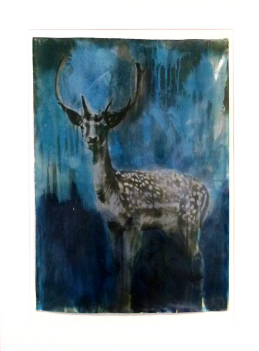 Stag