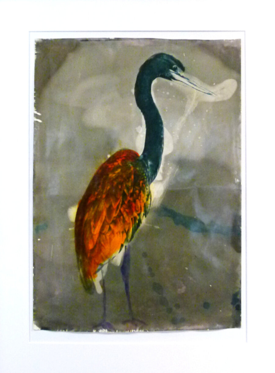 Heron