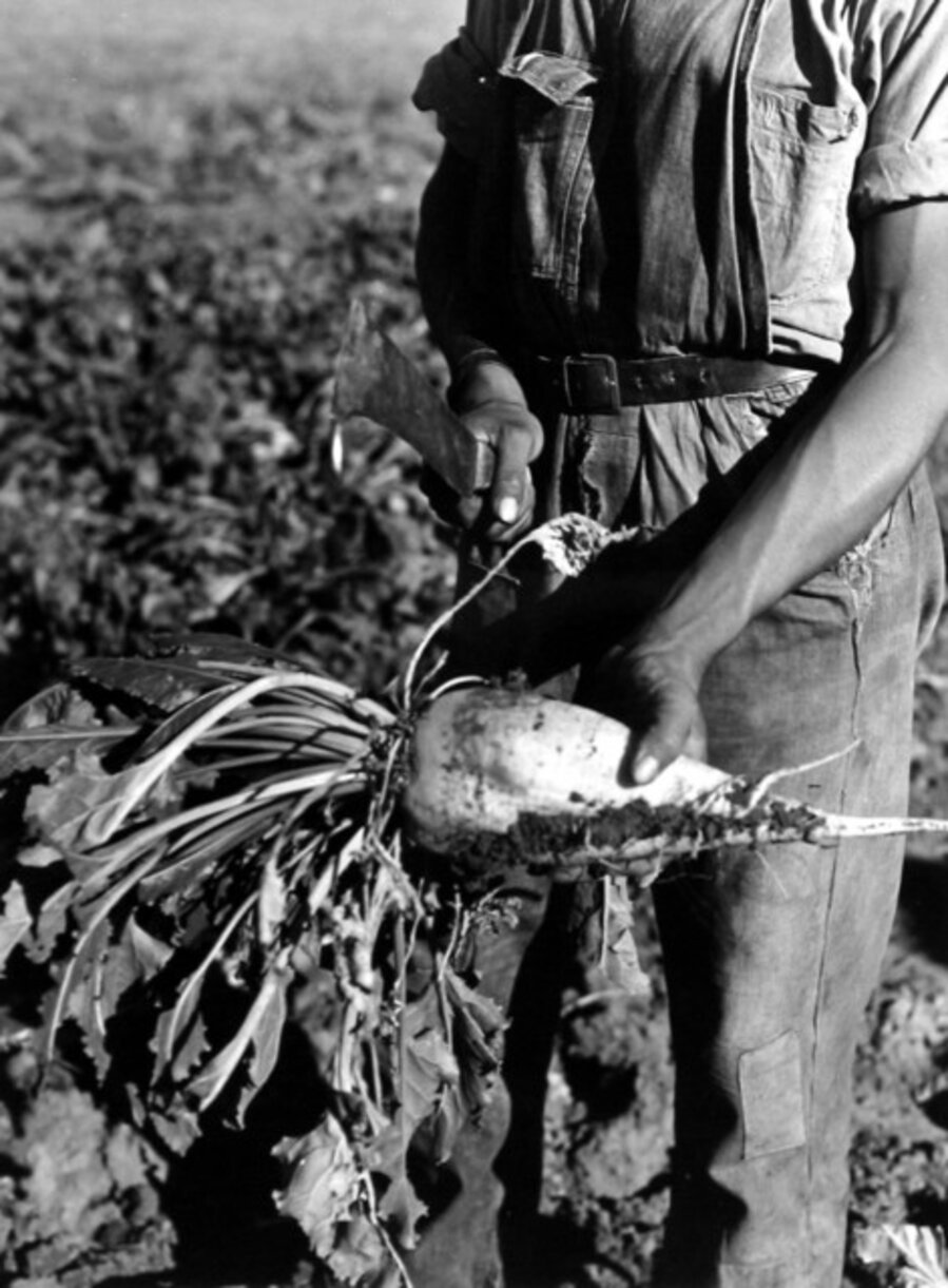 Sugar Beet before Topping, Adams County, Colo.