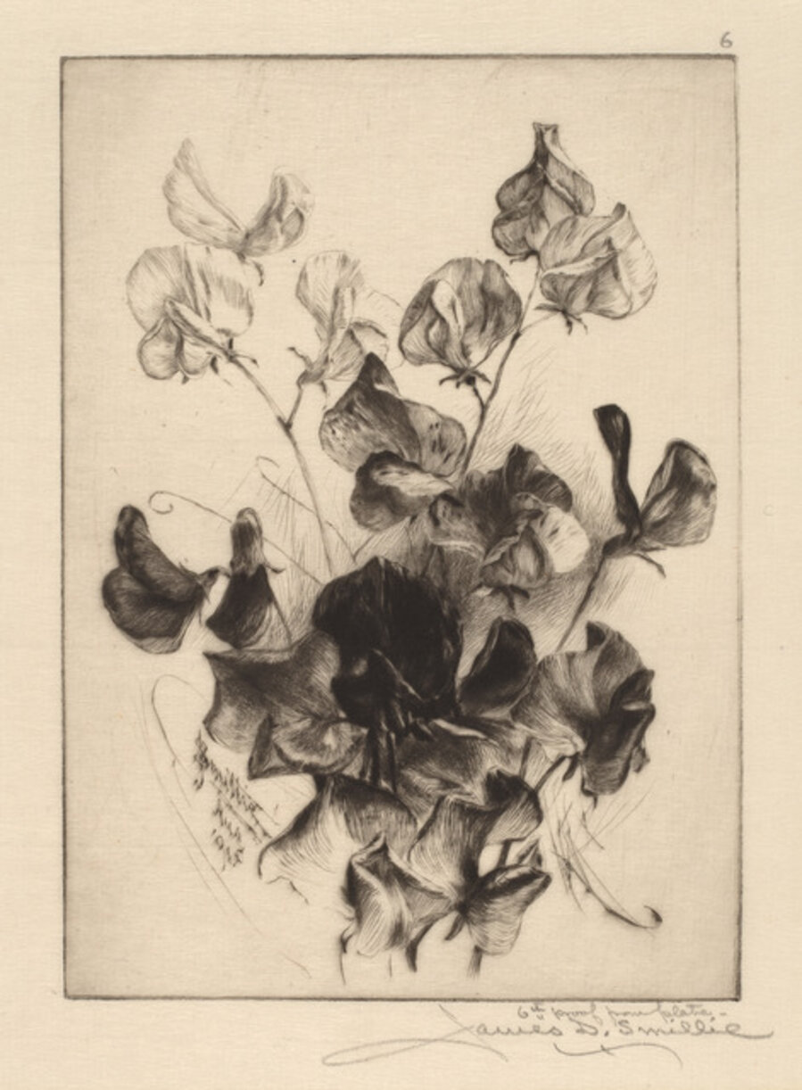 Sweet Peas