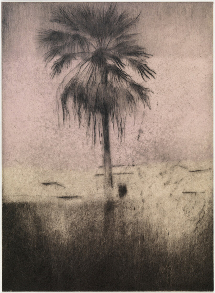 Palmera