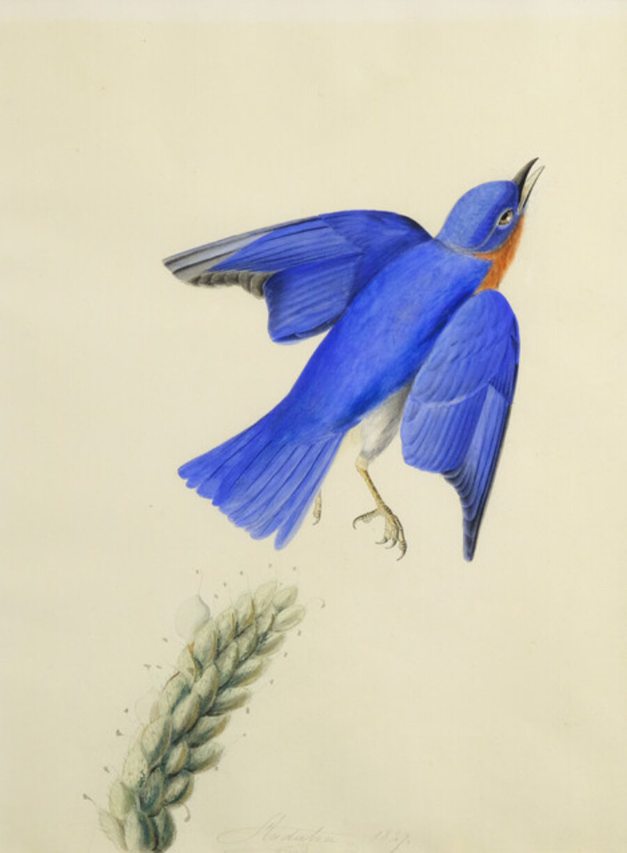 Eastern Bluebird