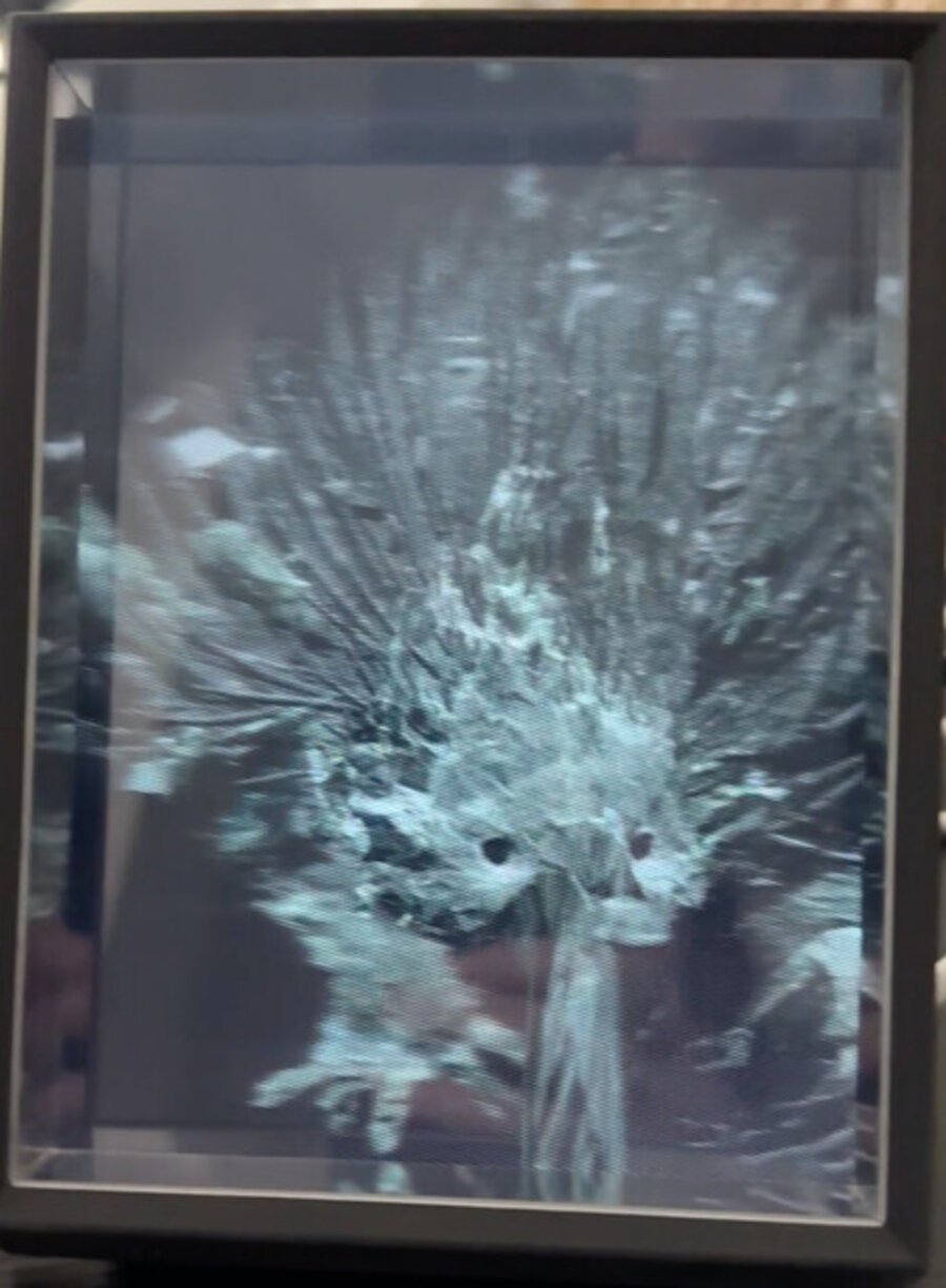 Echidna