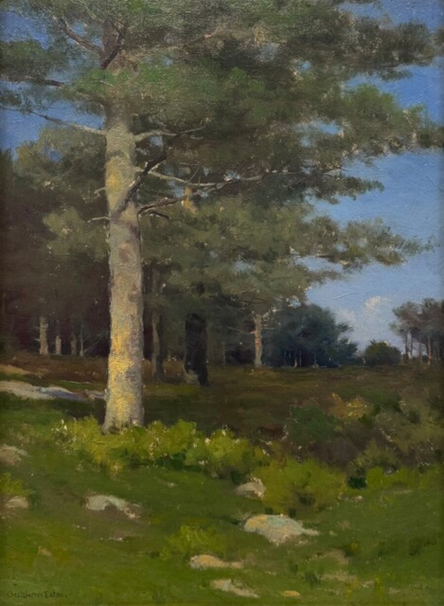 Eastern White Pines
