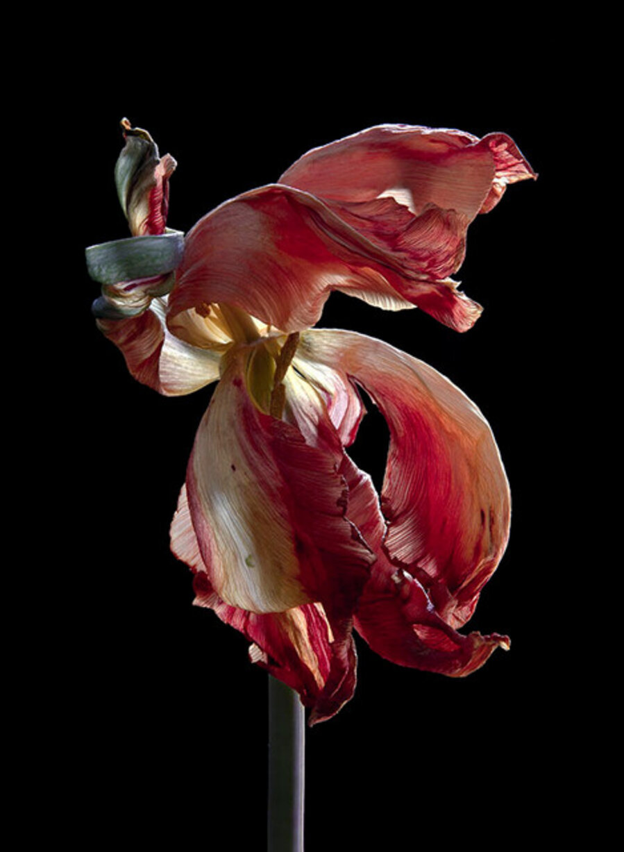 Hortus Nocturnum 2013