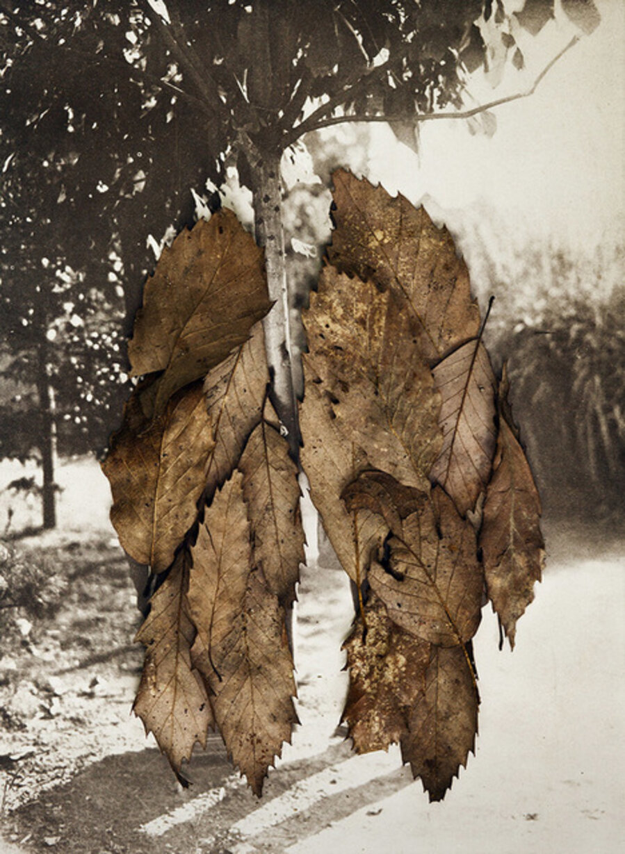 Leaves II (The Couple)